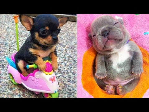 Baby Dogs 🔴 Cute and Funny Dog Videos Compilation #2 | 30 Minutes of Funny Puppy Videos 2021