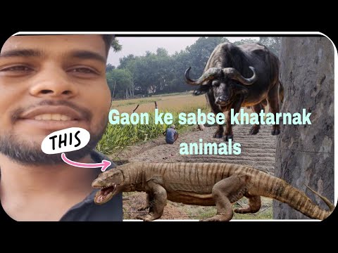 Gaon ka sabse khatarnak janwar ll 😍 #viral #trending #travel #vlogs #newupdate #manitorlizadgaon