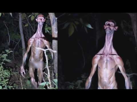 WATCH THIS HAPPENED IN THE FOREST AT NIGHT SCARY VIDEOS