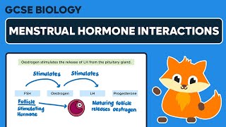 Interactions of Menstrual Hormones - FSH, Oestrogen, LH & Progesterone - GCSE Biology