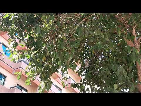 #short video #1 bird hiding under the tree