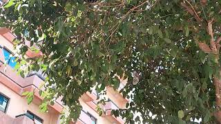 #short video #1 bird hiding under the tree