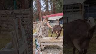 Milking Routine 💕 #dairygoats #homesteadlife #homesteading #goats #rawmilk #simplelife #fall #chores