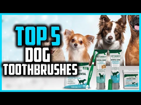 ✅Top 5 Best Dog Toothbrushes in 2025