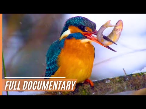 Wild Wonder: Exploring Earth's Beauty | Full Documentary