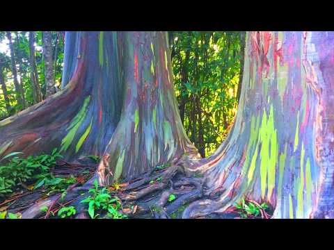 10 Most Unusual Trees In The World