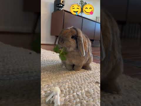 A Relaxing Video of a Rabbit Enjoying #RabbitEating #Cute #AnimalLove #PetLife #AdorableAnimals