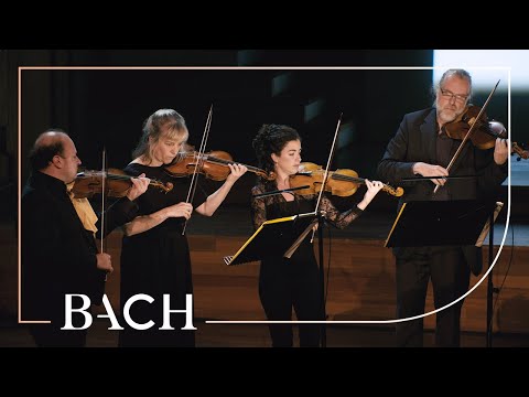 Bach - Orchestral Suite in G minor BWV 1070 - Cicic | Netherlands Bach Society