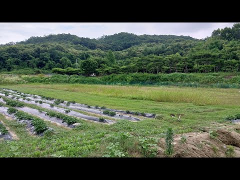 [마감완료]수도권농막 이제 경기도 여주 주말농장, 농막 편히 해보자 농지법개정 악법에 따른 농지규제 농막규제 시행령중단과 농촌살리는 농막 활성화 수도권땅 100평과 농막