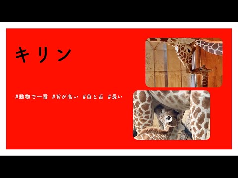 【#かわいい#楽しい#癒し#動物園に行こう】キリン