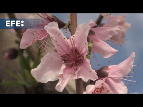 La floración Cieza, un espectáculo que une agricultura y turismo