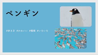 【#かわいい#楽しい#癒し水族館に行こう】ペンギン