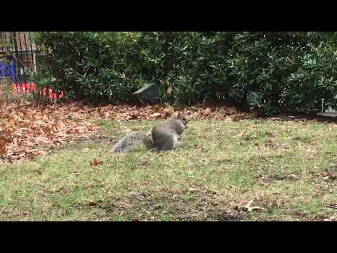 Wild Squirrel at Church in Astoria, Long island, NY