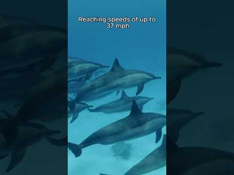 Amazing Dolphin Life: Fun Facts & Daily Habits You Need to Know - Animal Kingdom #shorts