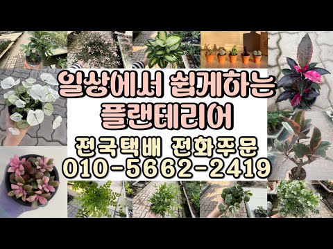 일상에서 편하게 즐기는 플랜테리어 인기식물들