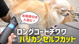 【犬のセルフカット】お尻周りと足周りをバリカンで整える🐕ロングコートチワワ【DIYトリミング｜ホームサロン】