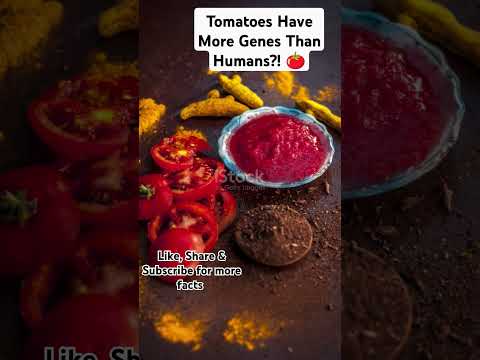 Tomatoes Have More Genes Than Humans?! 🍅 #ytshorts #facts #superfood #fruit #shortyz