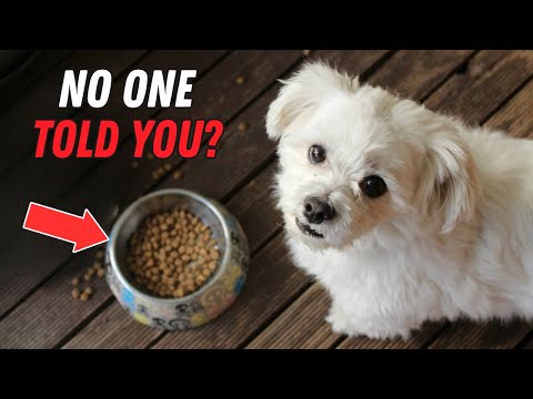 Things NOBODY tells you about owning a Maltese