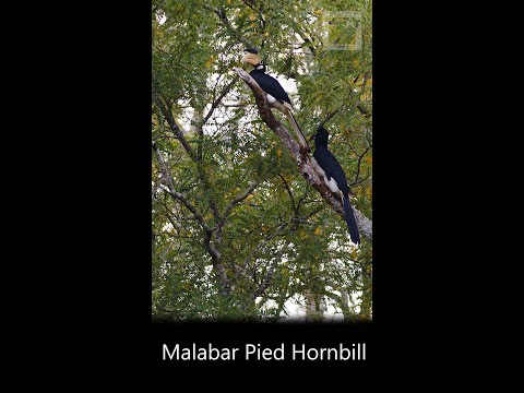 Malabar pied hornbill (Anthracoceros coronatus) from Sri Lanka