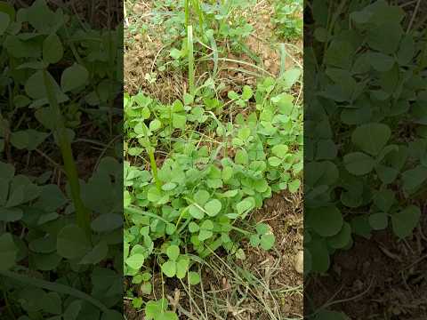 How to grow a Methi like a pro! #gardening #ideas #happygardening