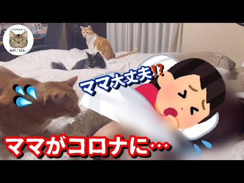 ママがコロナでダウン！看病する保護猫達がとった意外な行動とは！？