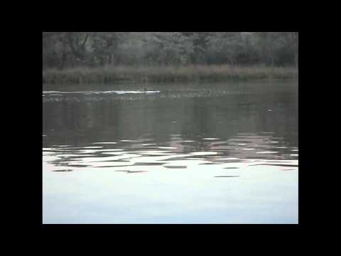 hippos at loskop