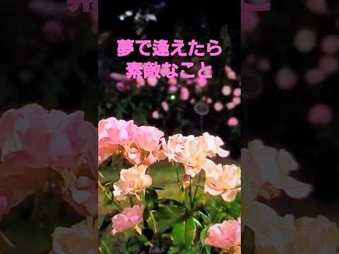 夢で遇えたら(鈴木雅之)2024 #music #song #flowers #鈴木雅之 #rose #osaka  #イルミネーション