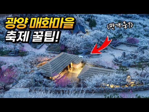 광양 매화축제 개화 주차장 입장료 먹거리 포토존 총정리! | Plum Blossom Festival in Gwangyang, Korea