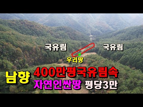 400만평국유림속자연인싼땅/1356평/평당3만/남향의골막장/옻물내기약수터/덕산기계곡/정선부동산매매