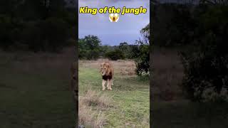 LIONS-Terrifying Majestic King of the jungle!!जंगल का राजा!!# #funnyAnimalvideo#Lionsandtigers