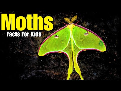 All About Moths (Facts For Kids)