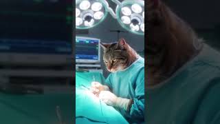 Dr. Cute Cat #catsruleeverythingaroundme #freefirediamondsearningapp #catcute #catlover