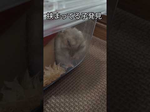 挟まるハムスター（ピク）#ハムスター #挟まる#可愛い#癒し#ムギュ#hamsters #眠い #ジャンガリアンハムスター #cuteanimal