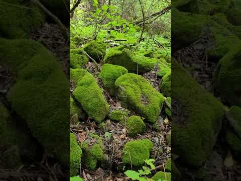 청량한 숲길을 걷다보면...초록 이끼가 지천인 정선 항골계곡 #shorts