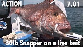 30lb snapper on a livebait