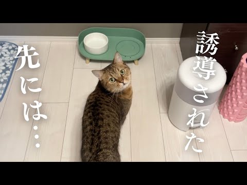 猫がトコトコ歩きであるところに誘導してきたので付いて行った結果…