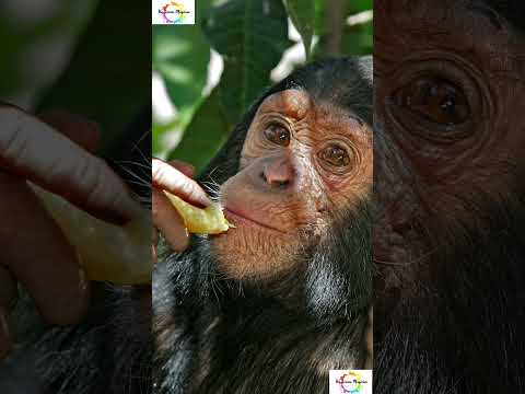 The Unknown side of our  closest living relatives - The Chimpanzees  #shorts #shortsfeed #facts