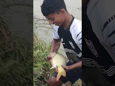 Cute carp fish#shorts #short #fishing #fish #ytshort #shortsfeed #viralvideo #carp #trending