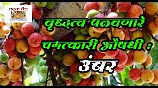 वृद्धत्व पळवणारे चमत्कारी औषधी : उंबर Miracle anti-aging medicine: Umbar