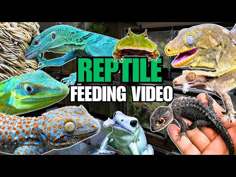 FEEDING MY PET REPTILES 52 SILKWORMS + GREEN TREE MONITOR LIZARD VIVARIUM SNEAK PEEK!