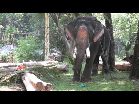 Kerala Tourism - Kollam Elephant near Kulathuppuzha Temple