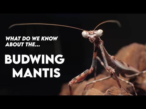 Parasphendale affinis (Budwing mantis) Husbandry and Facts [HUSBANDRY]