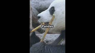 3 Amazing Things About Pandas #pandas #bamboo #animals #trendingshorts #curiousfacts