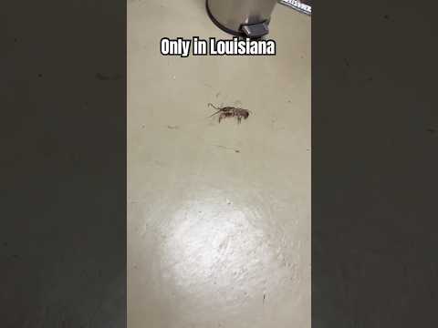 The crawfish crawled out the toilet and landed on the floor #louisiana #crazy #funny #crawfish