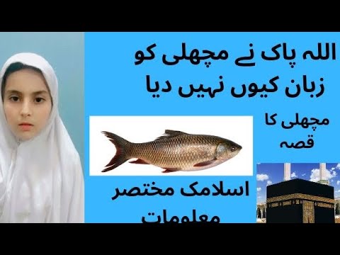 مچھلی کا قصہThe story of the fish Islamic video YouTube