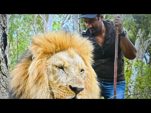 Lion in Africa 2024 travel video #suchhikumar #lionking #lionwalk #shortsclip