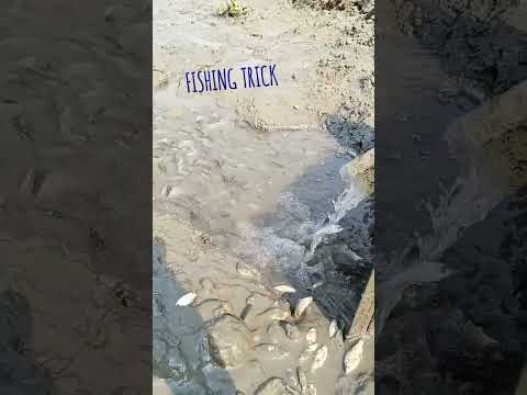 New fishing trick #fishing #fish #shortvideo #viralvideo #village #fishingvideo #ytshorts #trending