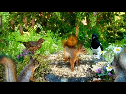 Squirrel and Bird Watching: Forest Friends Relaxation 😺 Pet TV 🐩🕊️