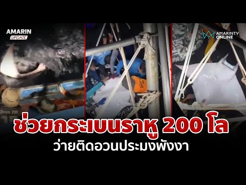 ชื่นชมชาวประมงพังงาช่วยปลากระเบนราหู 200 กิโลฯ ติดอวน ปล่อยลงทะเล | อมรินทร์อัปเดต