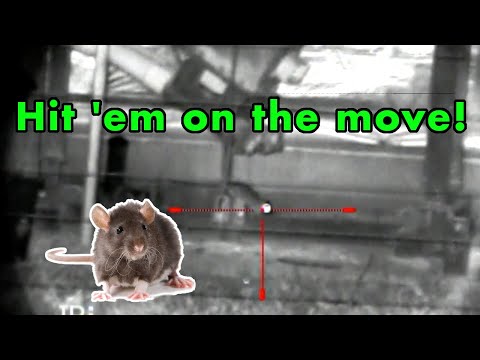 Rat Hunt with Night Vision Airgun